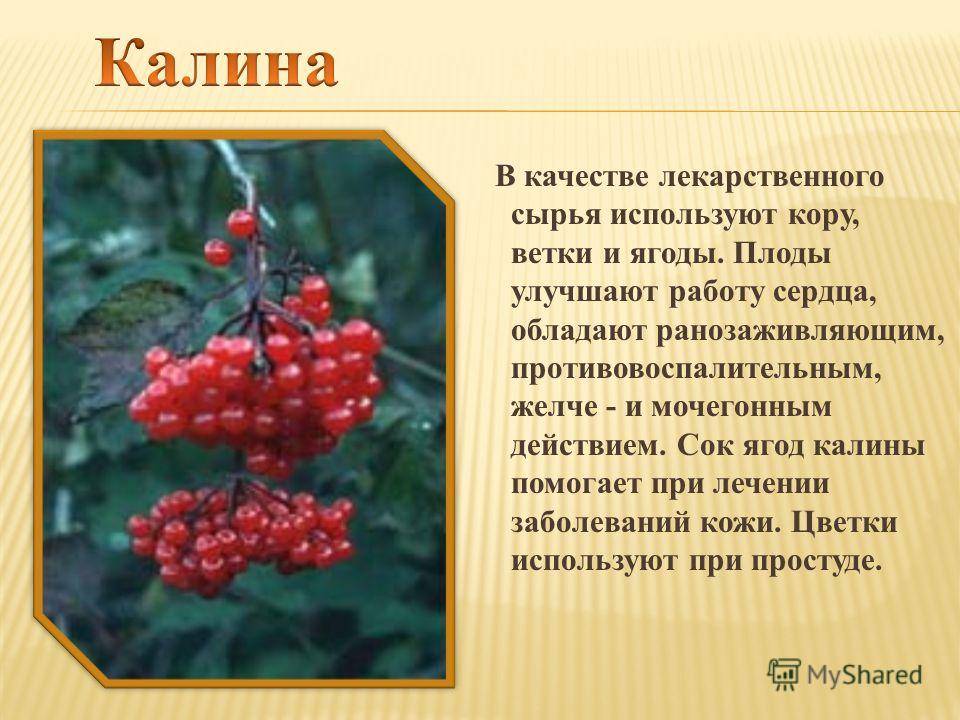 Какие фрукты можно и нельзя употреблять во время беременности?