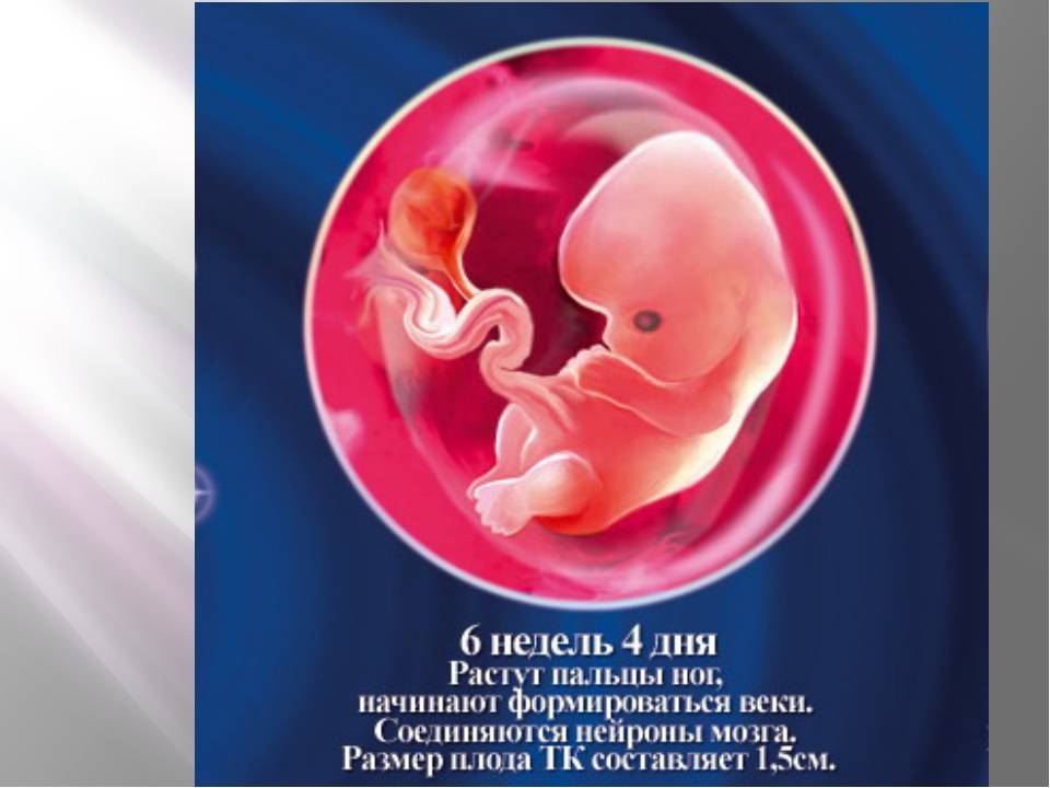 6 неделя беременности. календарь беременности   | материнство - беременность, роды, питание, воспитание