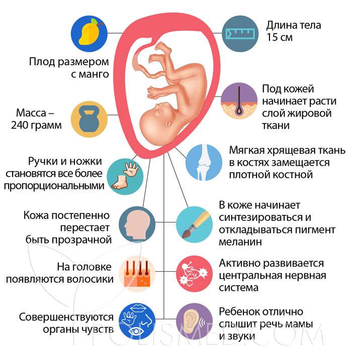 19 неделя беременности где расположен малыш - детская городская поликлиника №1 г. магнитогорска