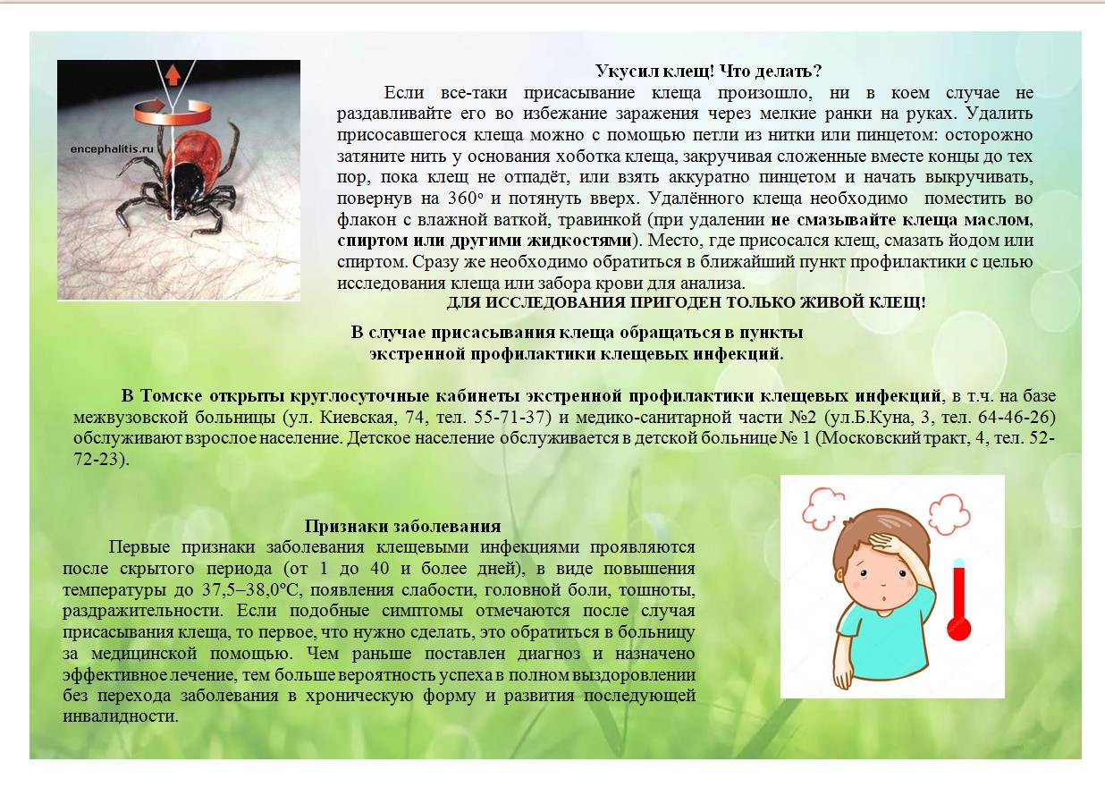 Действия при укусе клеща | государственное казенное учреждение новосибирской области «служба 112»