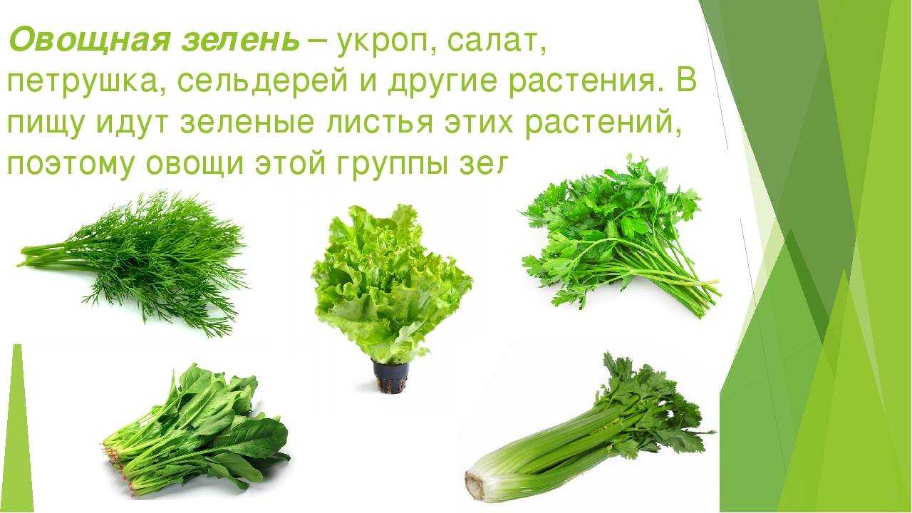 Можно ли ребенку укроп? польза и вред укропа в детском питании