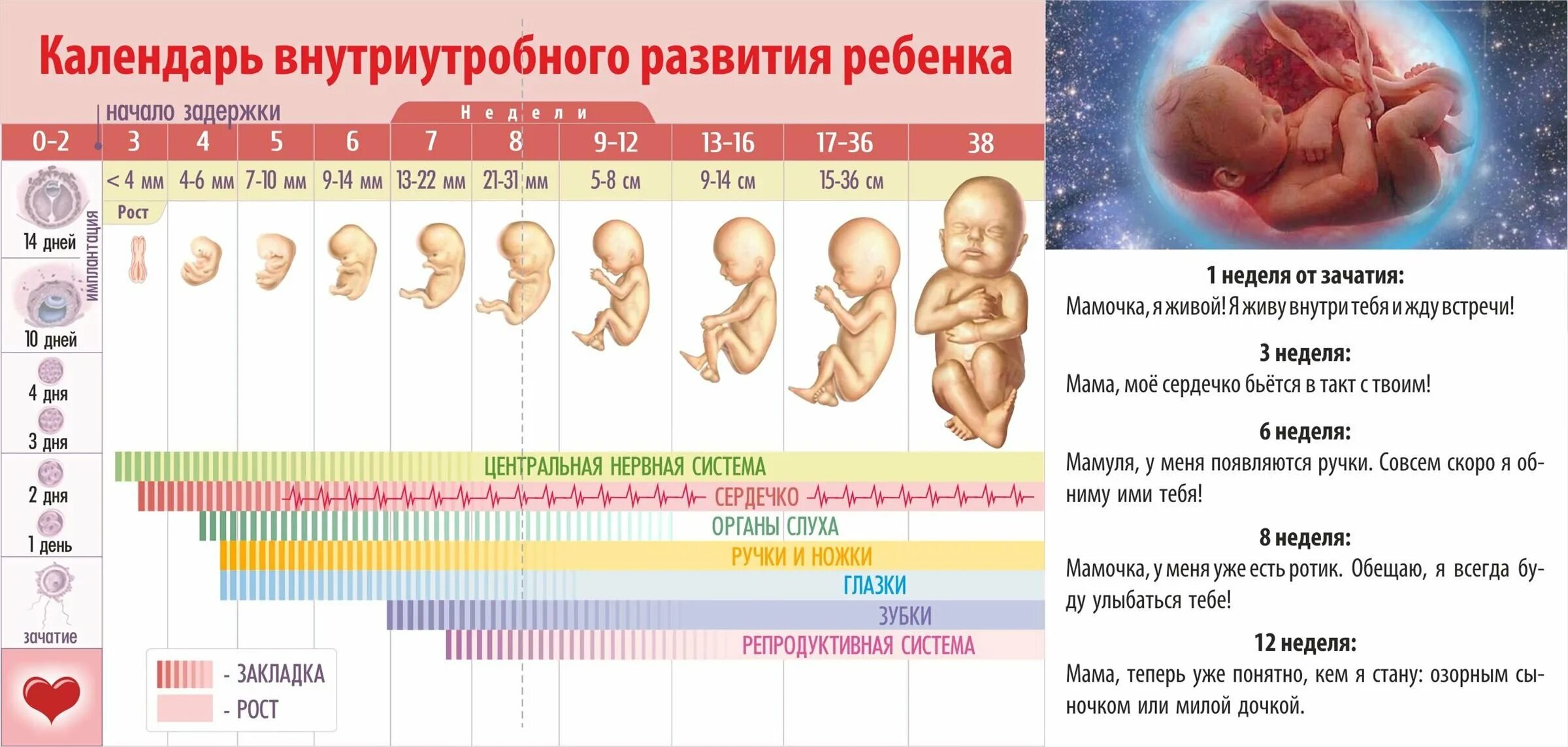 22 недели беременности размер. Периоды внутриутробного развития плода и эмбриона. Периоды формирования плода по неделям беременности. Формирование ребенка по неделям беременности фото плода по неделям. Стадии развития ребенка в утробе матери.