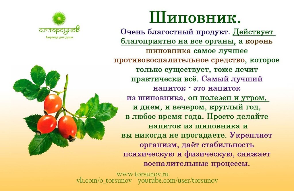 С какого возраста можно давать отвар шиповника ребенку
