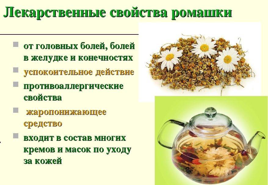 Ромашка при грудном вскармливании: можно ли пить при лактации
