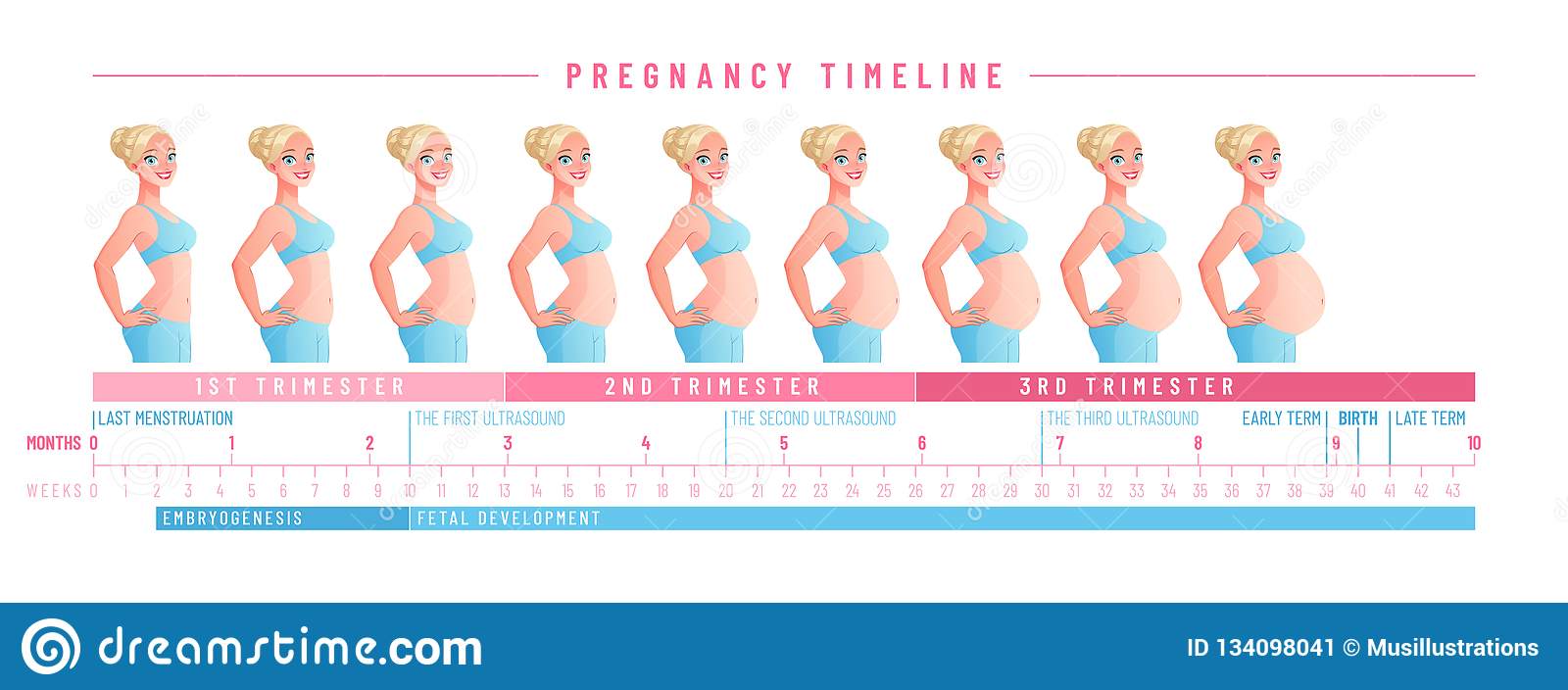 Когда и на каком сроке начинает расти живот при беременности - на какой неделе и месяце у беременных и как растет по неделям и во сколько