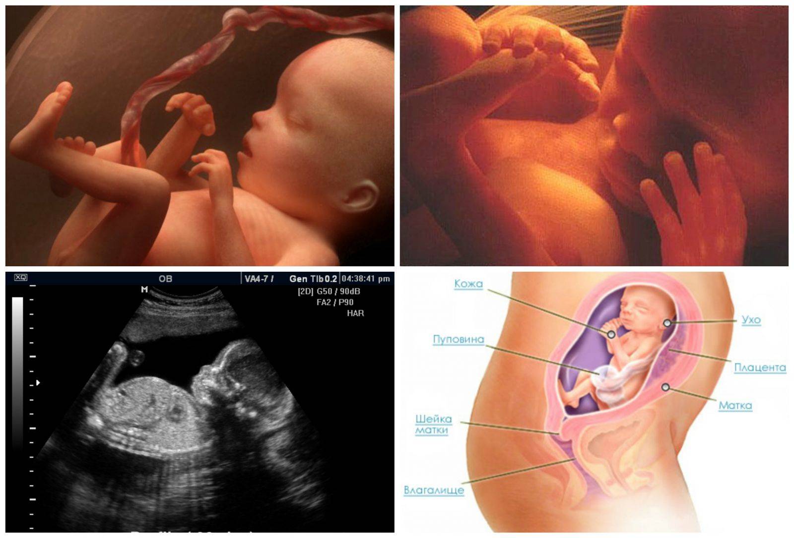 Как выглядит малыш в 23 недели беременности фото