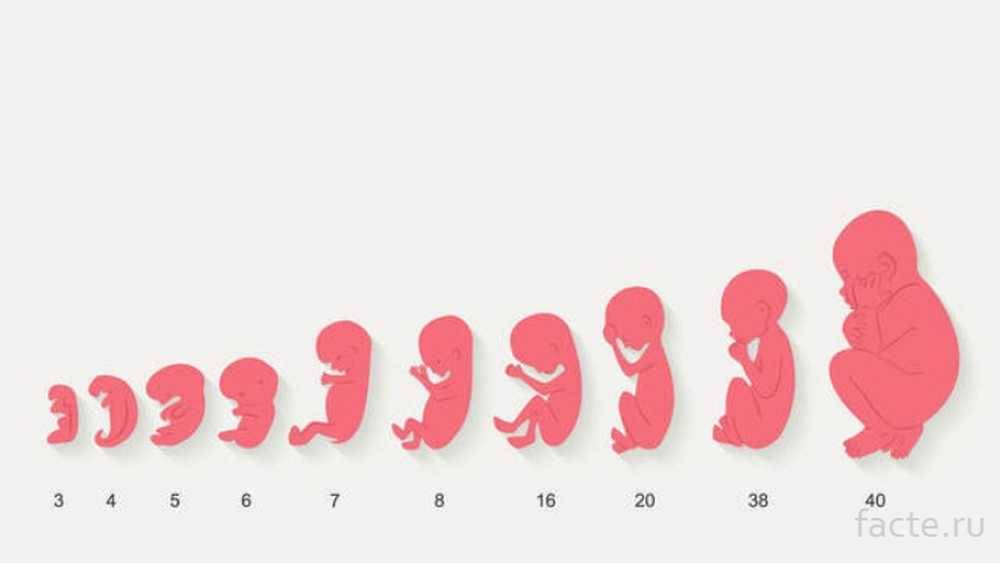Психология младенца, или четвертый триместр беременности. как успокоить малыша. - страна мам