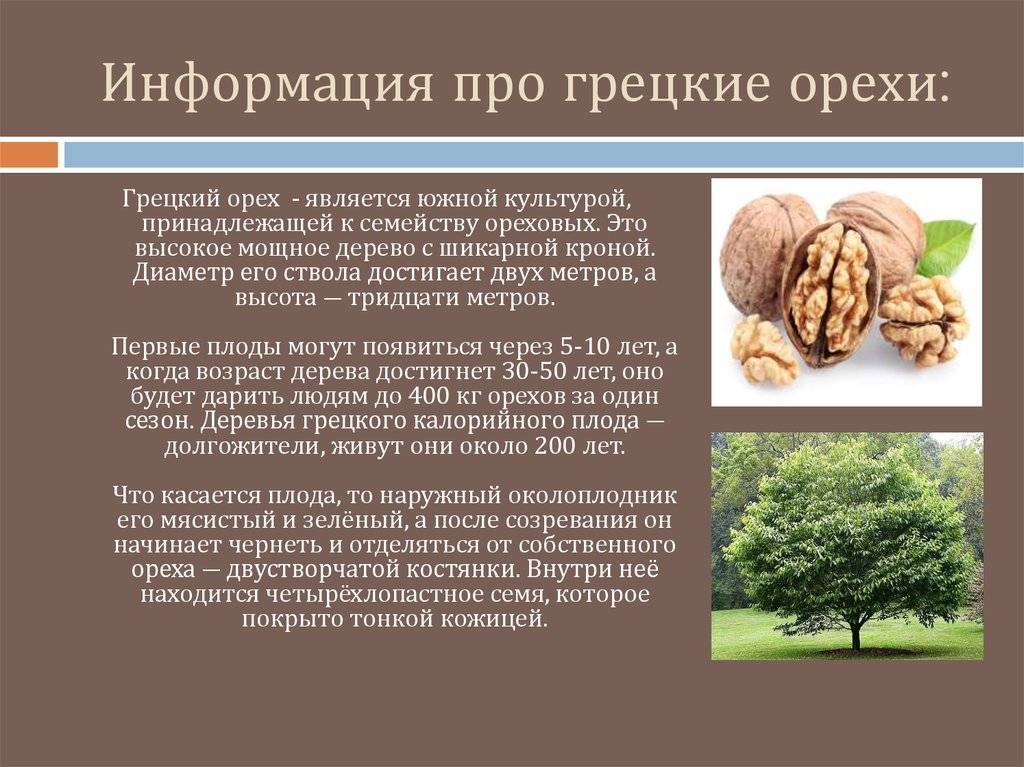 Грецкие орехи при грудном вскармливании кормящей маме (польза или вред)