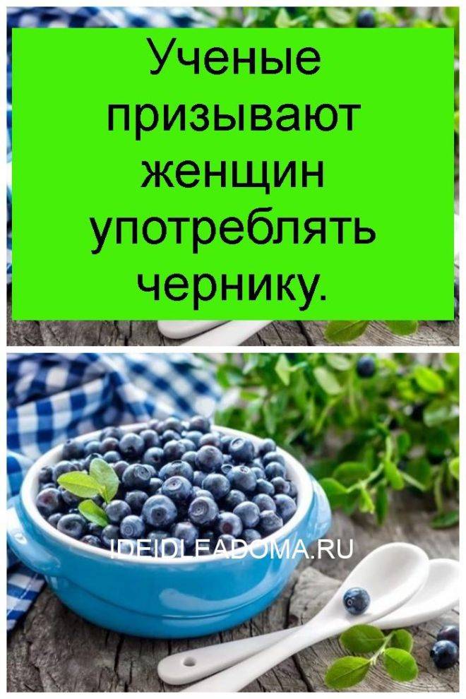 Можно детям чернику. С какого возраста можно чернику. Шага черника. Когда можно давать чернику ребенку. Как можно употреблять чернику.