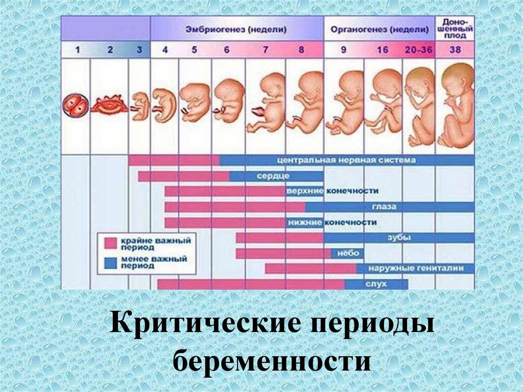 Во сколько недель начинает шевелиться ребенок: на каком сроке, шевеление плода при беременности, когда | rucheyok.ru