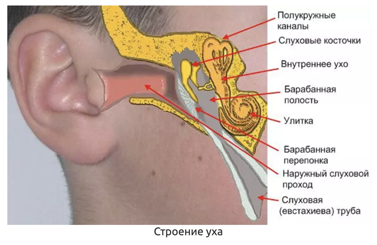 Заложено ухо после простуды но не болит. Евстахиева труба анатомия человека. Слуховая евстахиева труба строение. Евстахиева (слуховая) труба анатомия. Евстахиева труба на височной кости.