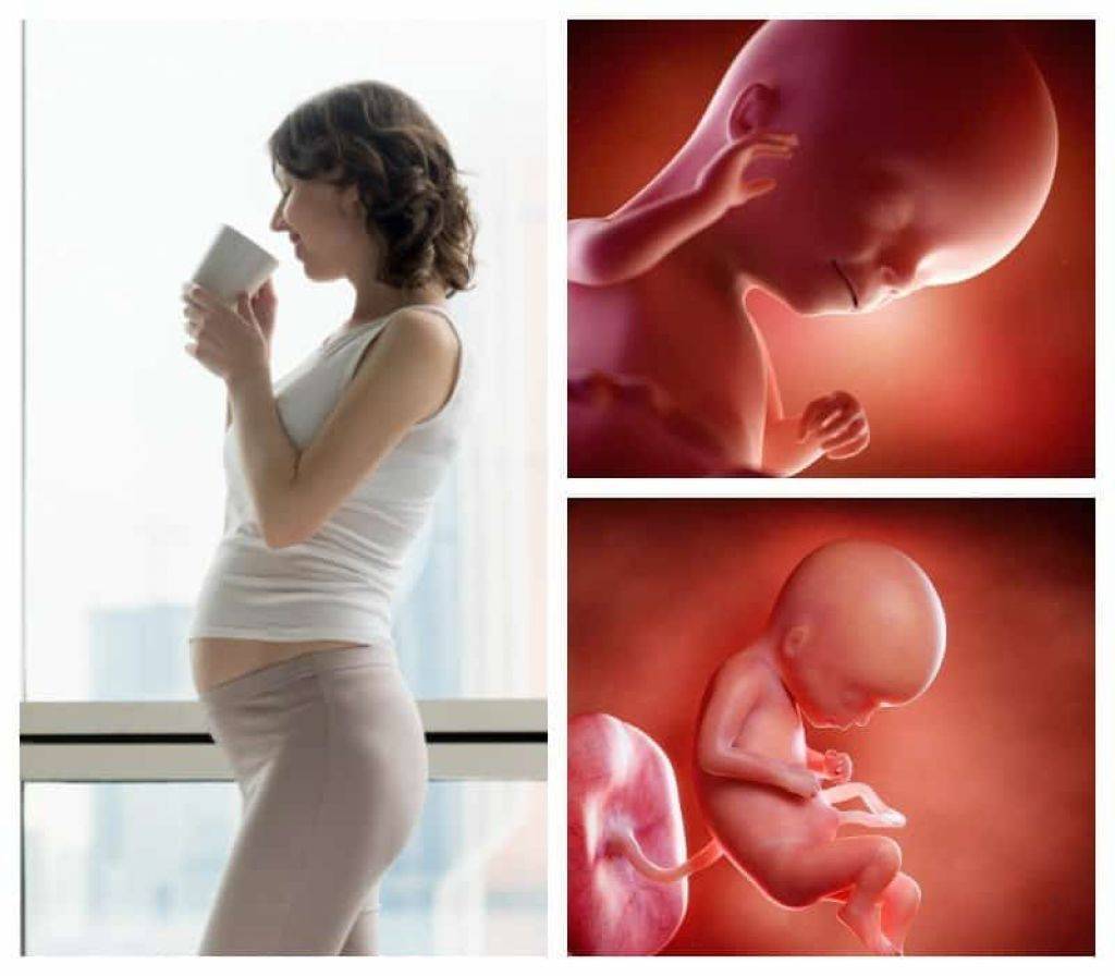 18 неделя беременности. календарь беременности   | материнство - беременность, роды, питание, воспитание