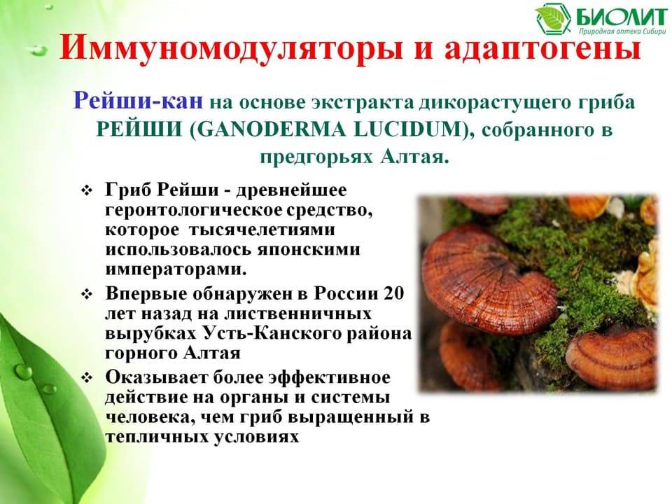 5 лечебных свойств гриба рейши и противопоказания, а также описание и способы применения