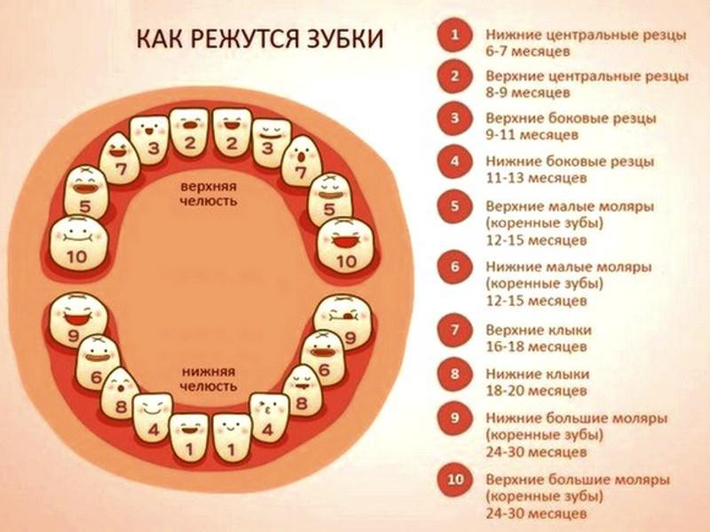 Порядок прорезывания молочных зубов у детей