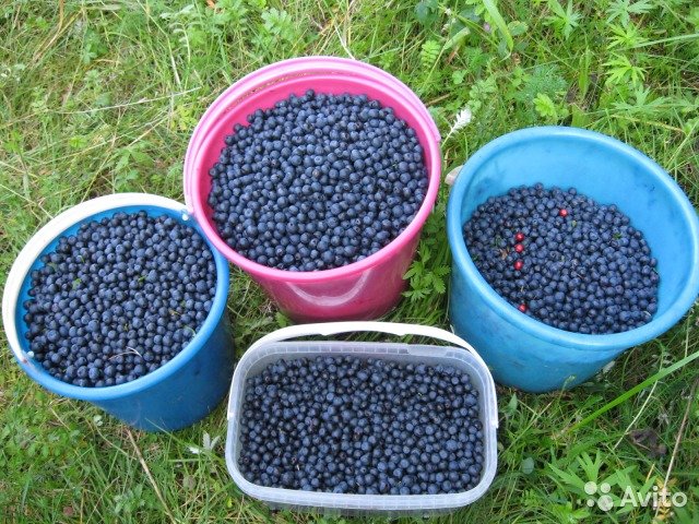 С какого возраста ребенку можно давать чернику