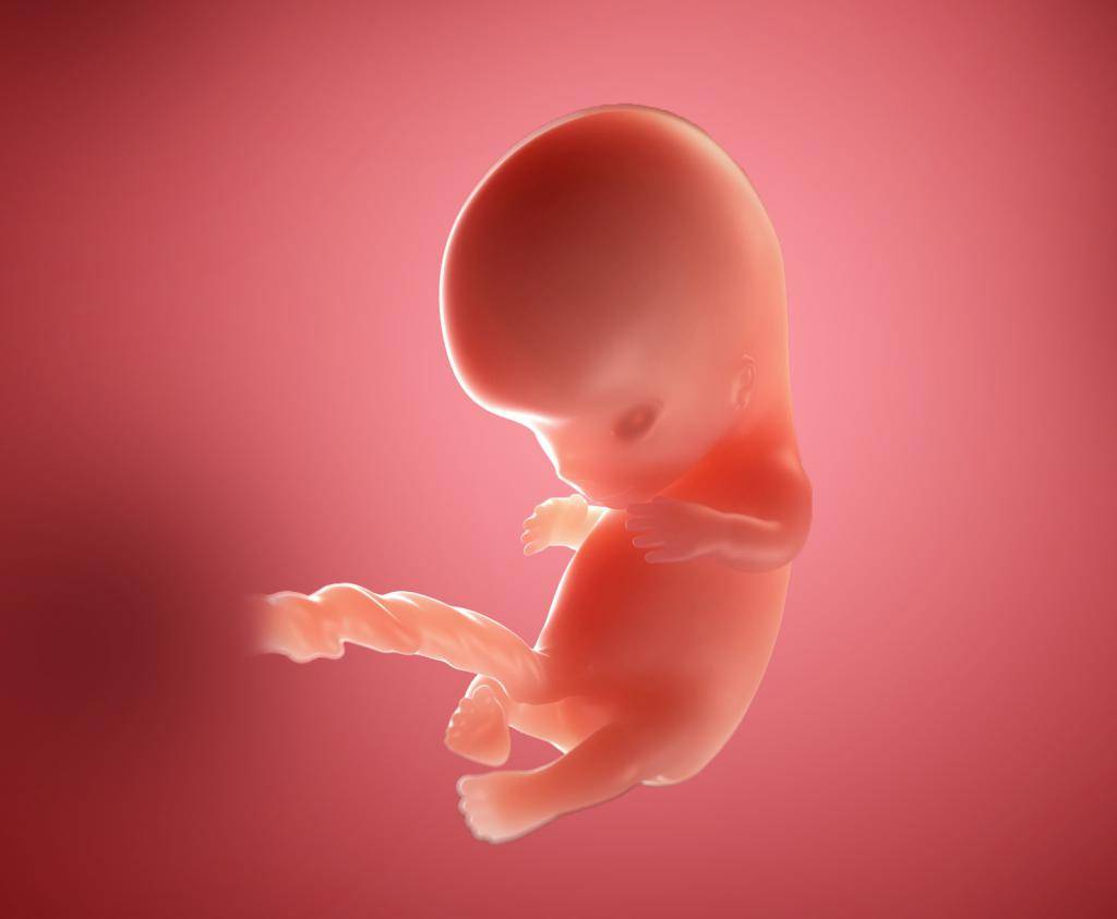 9 неделя беременности. календарь беременности   | материнство - беременность, роды, питание, воспитание