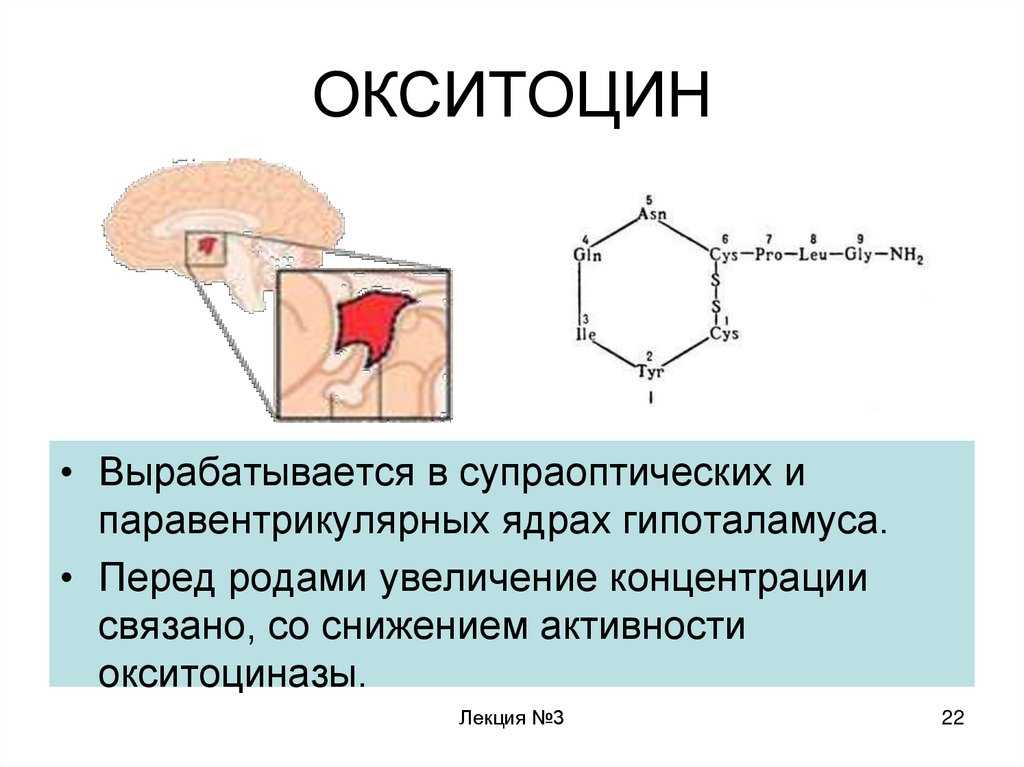 Матка после окситоцина
