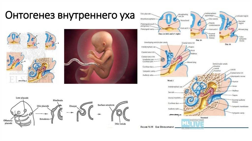 Восприятие в онтогенезе. Этапы развития слуха у детей онтогенез. Формирование органов слуха у плода по неделям. Основные этапы эмбрионального развития слуховой системы. Развитие органа слуха у эмбриона человека.