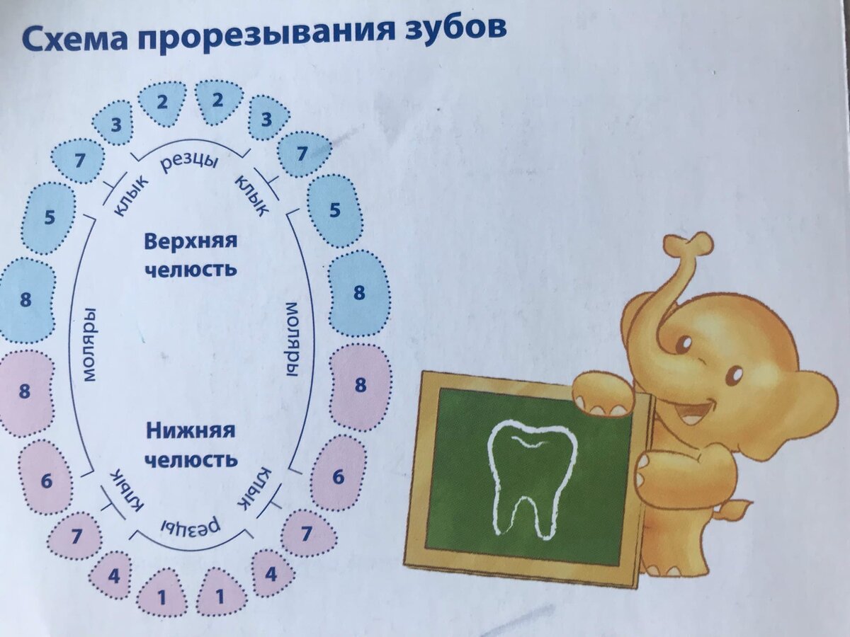 Появление 1 зуба