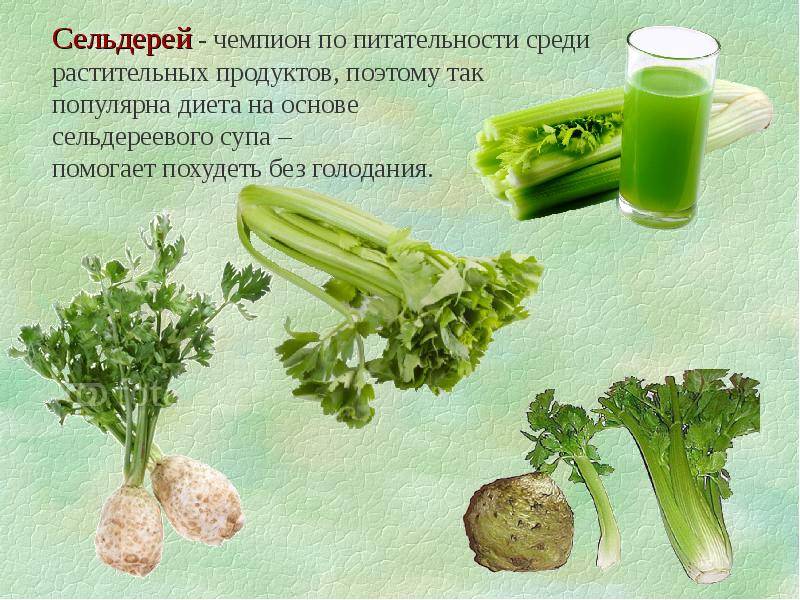 Польза и вред сельдерея при диабете, для печени, кормящим мамам – проовощи.ру