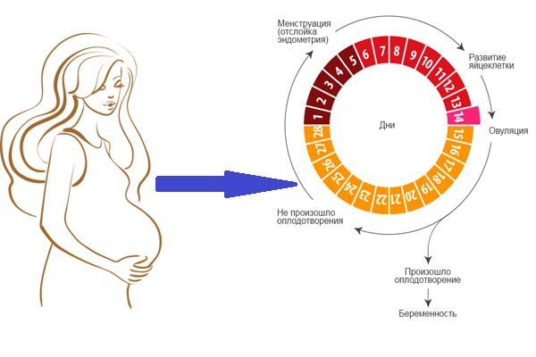 Месячные после беременности: какие они, цикл после родов при грудном вскармливании