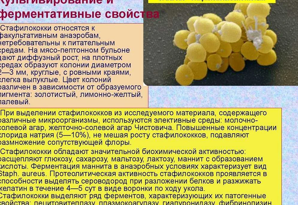 Стафилококк у новорожденных: виды, симптомы и лечение у грудничка, фото