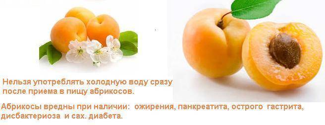Самые крупные сорта абрикосов