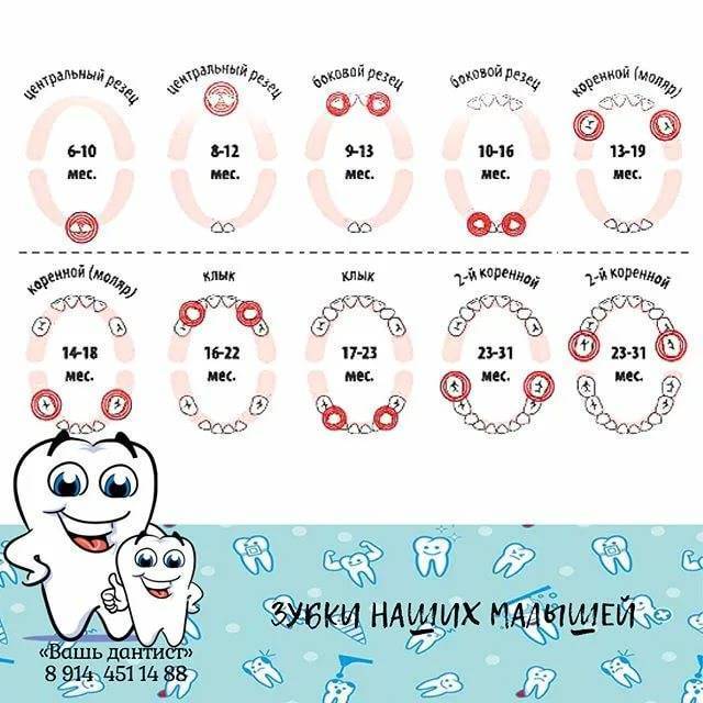 Сроки и очередность прорезывания постоянных и молочных зубов у детей: таблица, особенности роста и смены зубного ряда
