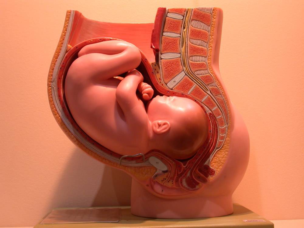 Как лежит ребенок в животе на 35 неделе беременности фото