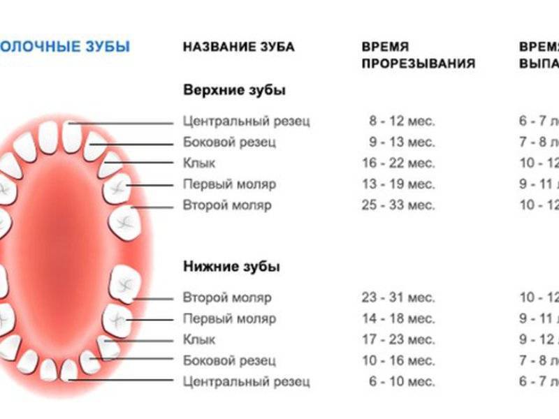 Сроки прорезывания постоянных зубов у детей: таблица, особенности роста и смены зубного ряда