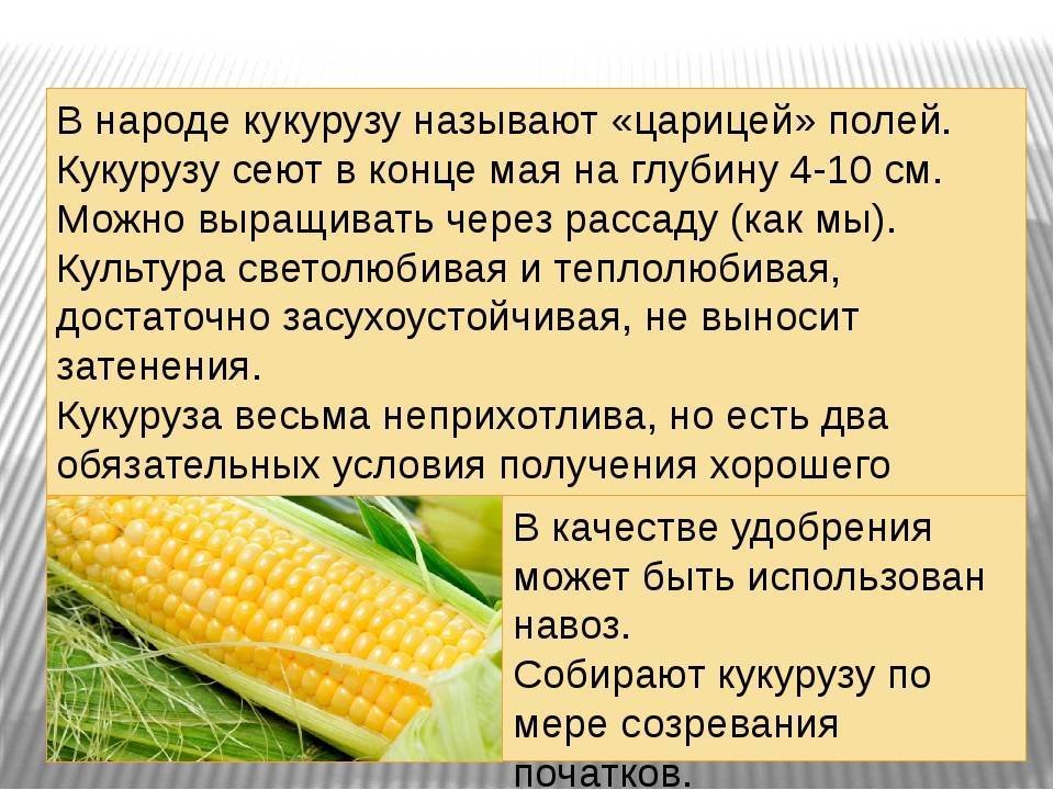 Кукуруза при беременности: польза и вред, когда и как лучше есть беременным - onwomen.ru