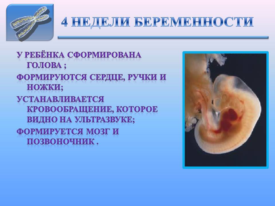 ➤ 4 неделя беременности всё что нужно знать будущей маме