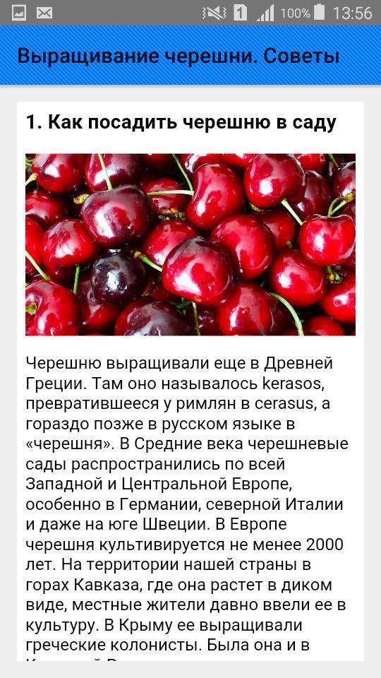 Вишня в детском питании - энциклопедия детское питание