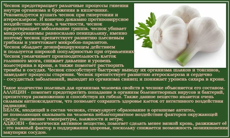 Употребление чеснока при гв: все за и против