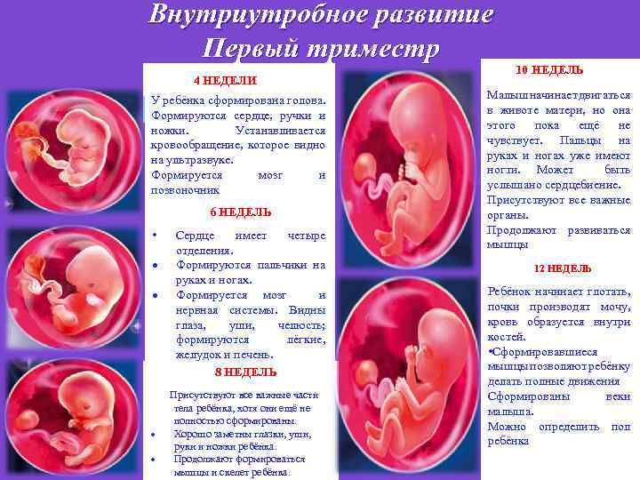 Первый триместр беременности: особенности течения и роль витаминно–минеральных комплексов | eurolab | научные статьи