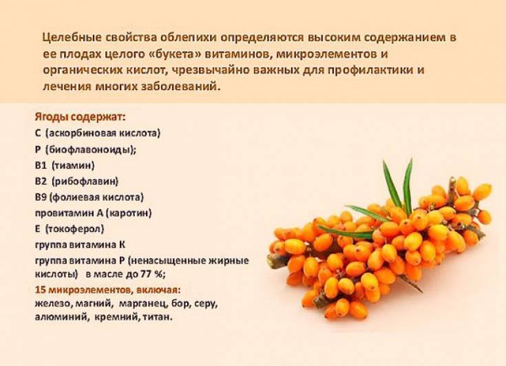 Облепиха: полезные свойства и противопоказания, применение