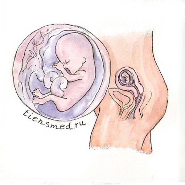 Тянет живот на 12 неделе. 12 Недель беременности расположение плода. Ребенок в животе на 12 неделе беременности. Расположение ребенка на 12 неделе беременности. Эмбрион на 12 неделе беременности.