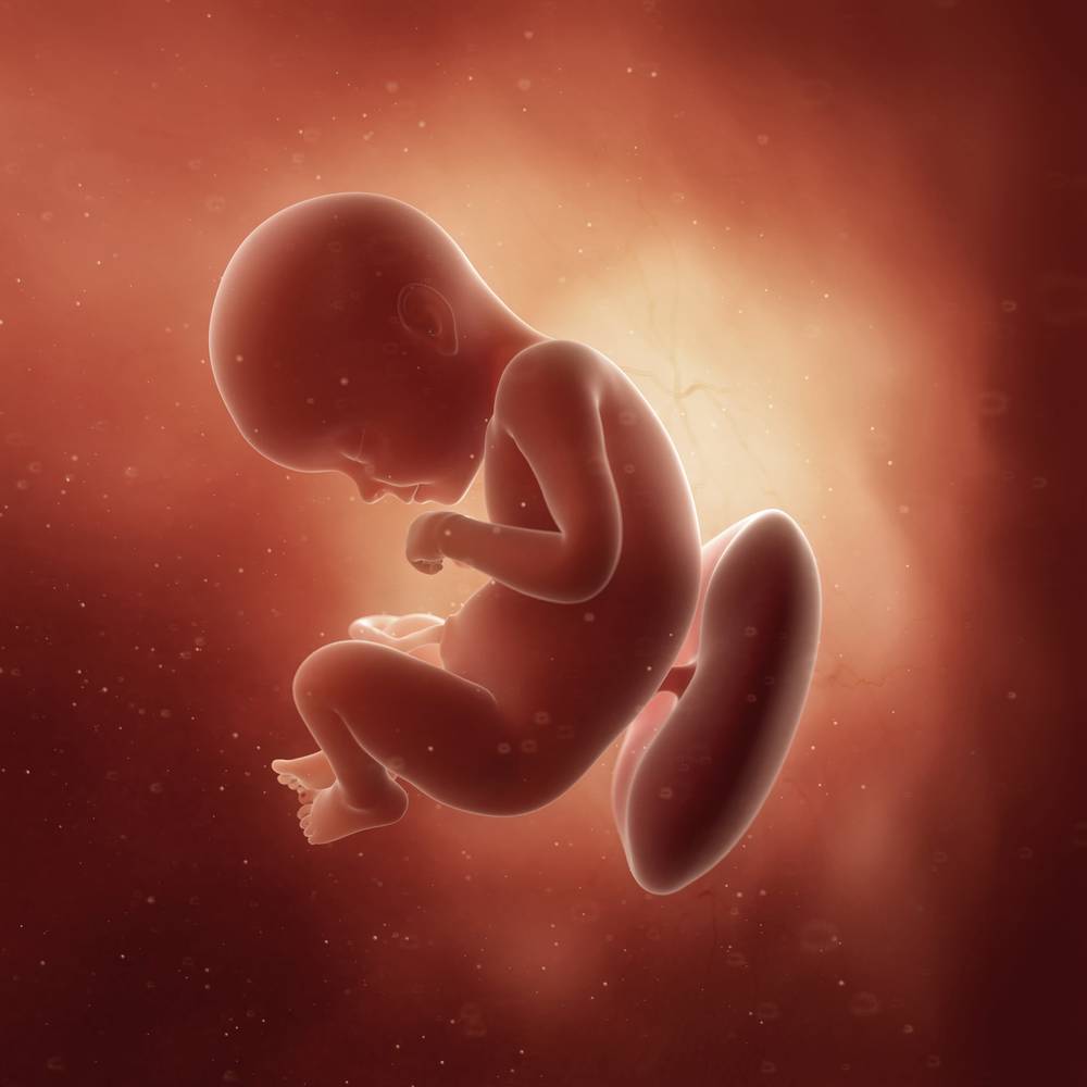 29 неделя беременности: что происходит с ребенком, развитие, вес и шевеления плода, беременность двойней, преждевременные роды / mama66.ru