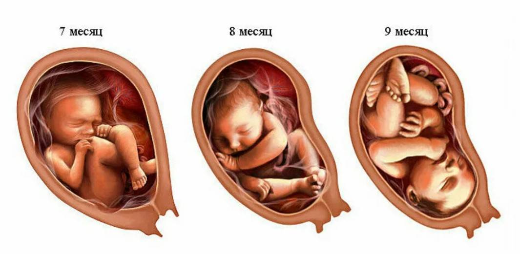 3 семестр беременности