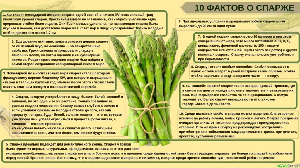 Стручковая фасоль при грудном вскармливании: можно ли?