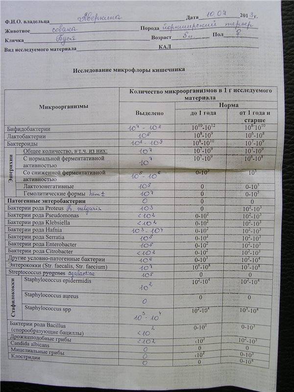 Показатели стафилококка. Анализ на стафилококк норма.