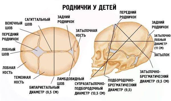 Когда зарастает родничок у новорождённого (сроки, рано или поздно и пр) + комаровский