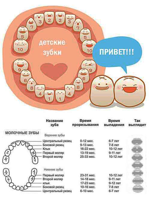 Количество молочных зубов у годовалого ребенка (таблица прорезывания)