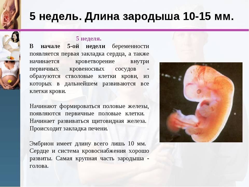 4 неделя беременности: что происходит с плодом и что чувствует женщина