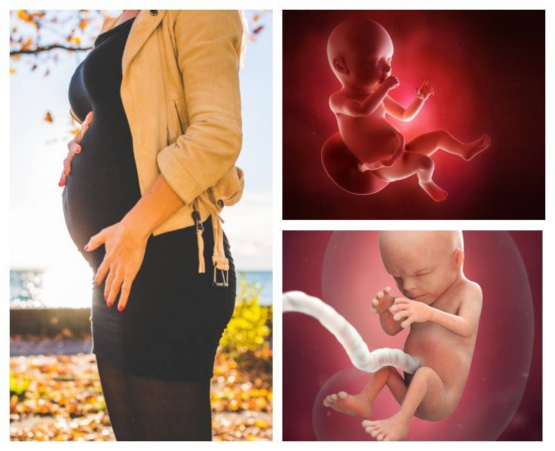 19 неделя беременности — особые ощущения мамы и новое в развитии плода, на что нужно обратить внимание