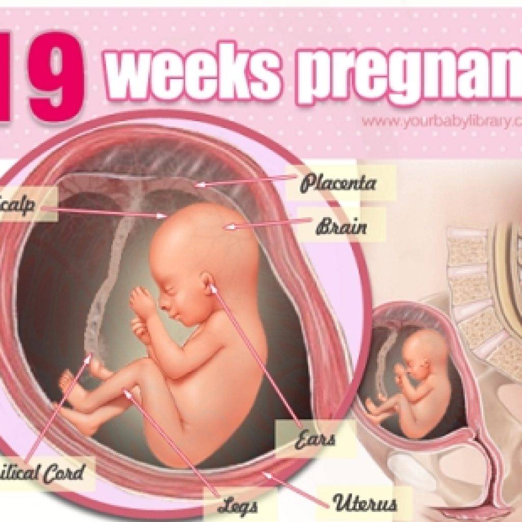 19 неделя беременности: что происходит с малышом и мамой | развитие и размер плода, ощущения женщины на 19 неделе беременности