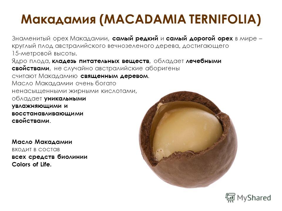 Макадамия орех свойства для мужчин. Макадамия. Орех макадамии. Дорогие орехи макадамия. Самый дорогой орех макадамия.