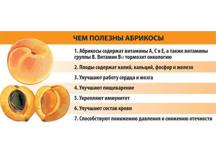 Как правильно делать первый прикорм абрикосом?