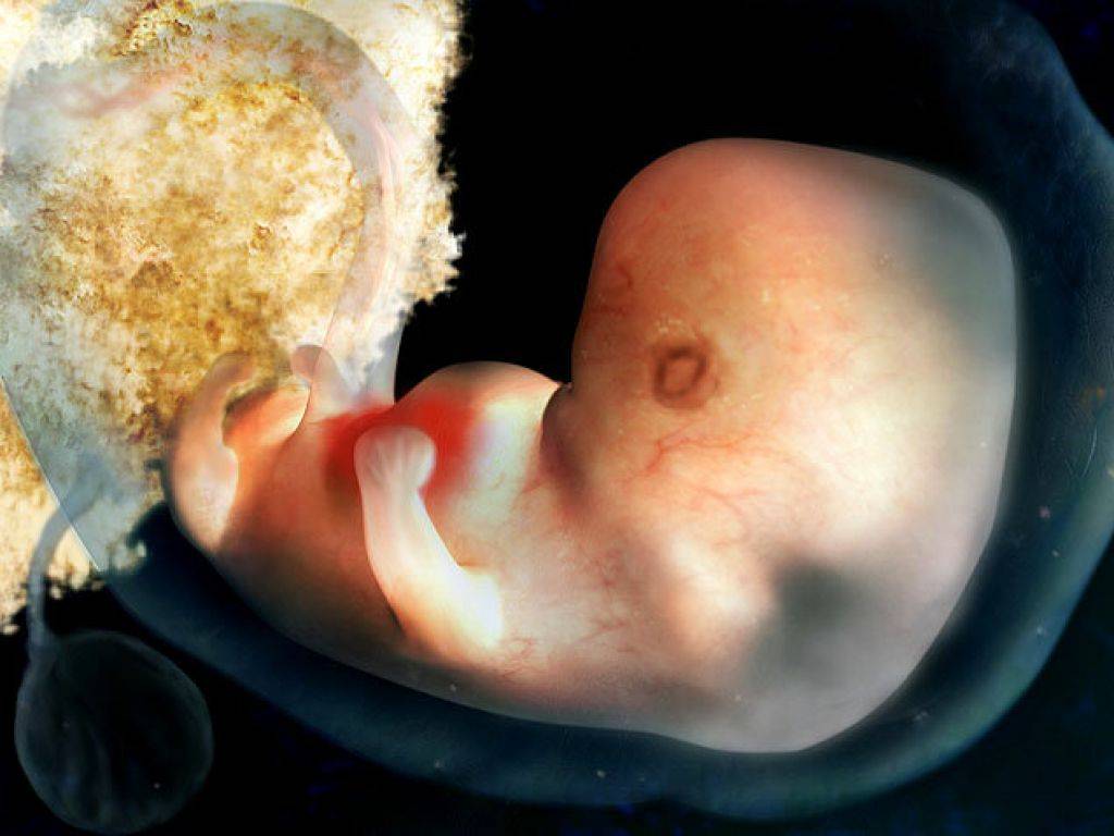 Токсикоз на 6 неделе. Эмбрион на 5 неделе беременности. Плод на 5 неделе беременности. Эмбрион на 5 акушерскинеделе беременности. Эмбрион на 5.5 неделе беременности.