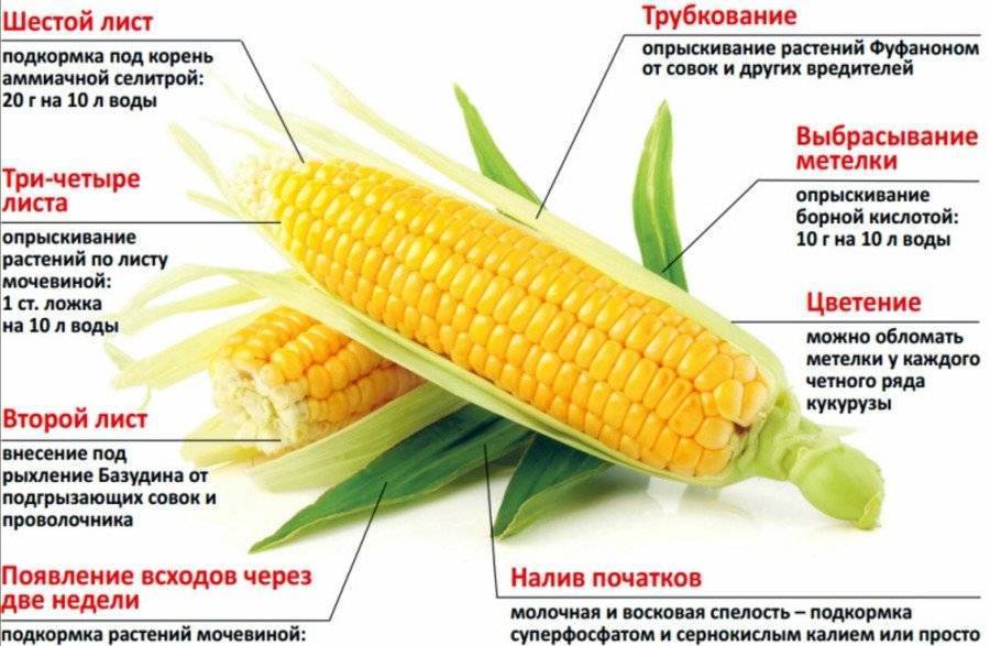 Кукуруза при беременности — польза и вред. можно ли вареную и консервированную кукурузу при беременности — беременность. беременность по неделям.